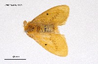 藏品(橙黃毒蛾)的圖片